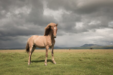 Portrait Of Icelandic Horse In Green Field Under Cloudy Sky
