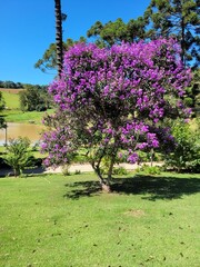 Wall Mural - flowers in the park