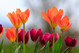 Fototapeta Tulipany - Bouquet de tulipes au jardin