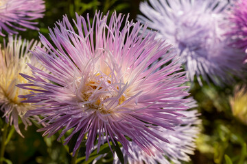 Wall Mural - Flowering  asters (Callistephus chinensis)  in the summer garden. Blooming blue asters, close-up.