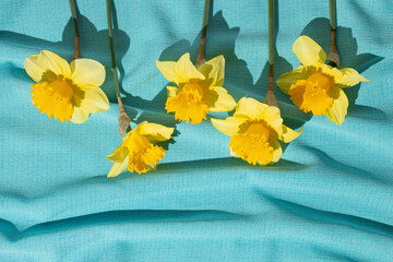 Yellow narcissus flowers on blue textile background. Flat lay, top view. Floral festive holiday concept.