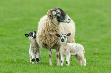 Swaledale Ewe With Her Two Young Swaledale Mule Lambs In Early Springtime.  One Lamb Looking Up Adoringly At His Mum.   Yorkshire Dales, UK. Close Up.   Clean Background. Horizontal.  Space For Copy.