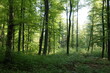 canvas print picture - Wald im Frühling