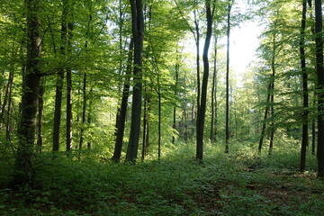 Sticker - Wald im Frühling