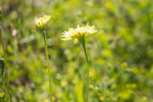 False Dandelion, Wildflower Close-up
