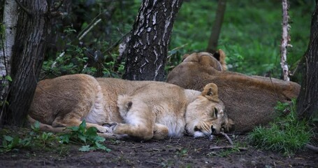 Wall Mural - Lions sleep in the plain