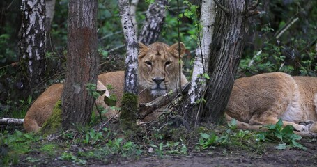 Wall Mural - lions sleep in the plain