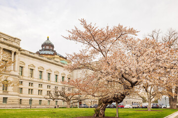 Wall Mural - Exterior view of the Library of Congress with cherry tree blossom