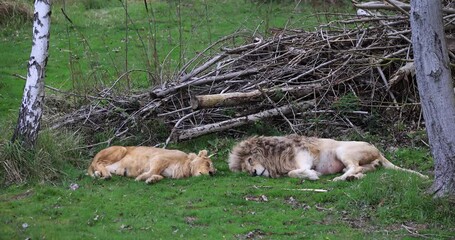 Wall Mural - lions sleep in the plain