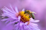 honey bee on a purple flower collects nectar