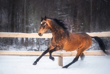 Golden Buckskin Akhal-teke Horse Runs Free In Snow Field