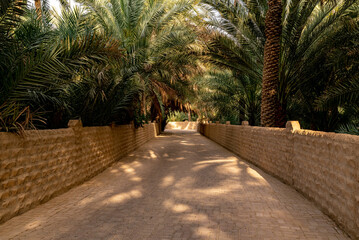 Wall Mural - Al Ain oasis with its great wilderness