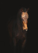 akhalteke stallion - isolated on black