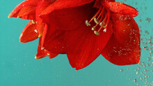 Close Up Of Red Lily Flower With Bright Sof Petals Plunged Underwater. Stock Footage. Beautiful Blooming Flower Turned Upside Down Isolated On Turquoise Background.