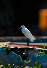 Beautiful Solitary White Egret Resting In Abandoned Boats While Searching For Food.