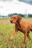 Fototapeta  - Crouching hunting dog. Closeup portrait of a Hungarian vyzhly.