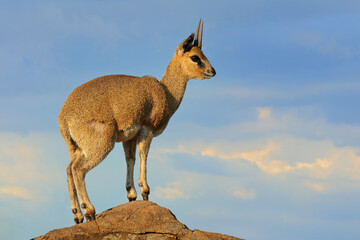 Wall Mural - A small klipspringer antelope (Oreotragus oreotragus) on a rock, Kruger National Park, South Africa.