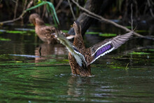 A Duck Flaps Its Wings. Photographed Close-up.