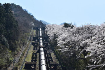 Wall Mural - 送水管と桜