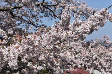 Wall Mural - 桜