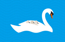 Swan Baby On The Back Of Mother In The Lake, Vector Illustration