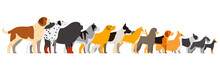 Set Of Dog Breeds Standing In A Line, Side View Vector Illustration