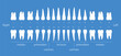 © hakule - The chart of human teeth, vector illustration