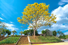Yellow Poinciana Tree Blooms Brilliantly On The Hill Near The Temple In Dalat Plateau, Vietnam In Spring Weather. This Is A Precious Tree Native To Brazil With A Lifespan Of Over One Hundred Years