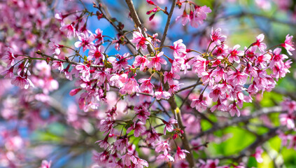 Wall Mural - Cherry apricot branch blooms brilliantly on a spring morning with a blue sky background