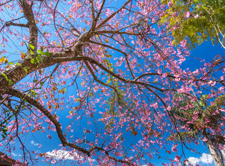 Wall Mural - Cherry apricot branch blooms brilliantly on a spring morning with a blue sky background