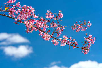 Wall Mural - Cherry apricot branch blooms brilliantly on a spring morning with a blue sky background