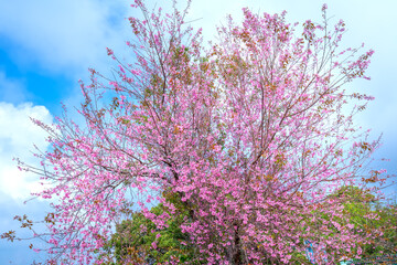 Wall Mural - The cherry apricot branch blooms brightly on a spring morning with a blue sky background