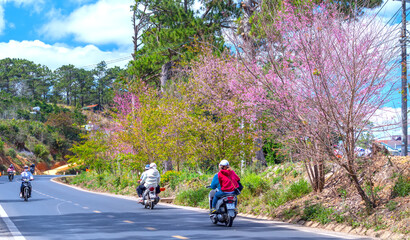 Wall Mural - Scene cherry apricot trees blooming along road in spring morning, traffic background merges into a picture of peaceful life in rural Da Lat plateau, Vietnam