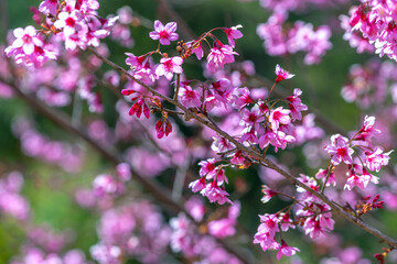 Wall Mural - The cherry apricot branch blooms beautifully in the spring morning