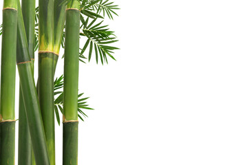  Bamboo trees isolated on white background with clipping path.