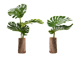 Monstera green leaves isolated on white background with clipping path.