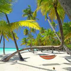 exotic beach with palms and hammock