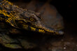 Krokodyl wąskopyski (Mecistops cataphractus)
