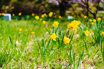 Sticker - dandelions in the grass