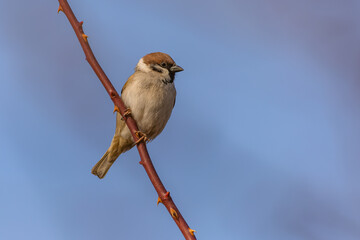 Wall Mural - The Eurasian tree sparrow, a small grey and brown bird, perching on a thorny branch. Sunny spring day with blue sky in the background.