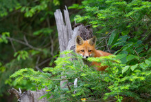 Red Fox Kit (Vulpes Vulpes) Hiding In Bushes In Algonquin Park, Canada In Autumn