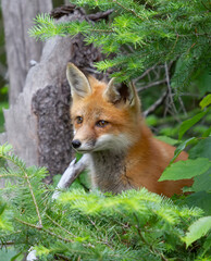 Wall Mural - Red fox kit (Vulpes vulpes) hiding in bushes in Algonquin Park, Canada in autumn