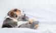 Friendly Beagle puppy hugs tiny kitten Pet sleep with toy bear under a white blanket on a bed at home. Top down view. Empty space for text