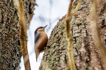 Wall Mural - Eurasian nuthatch, a small blue-grey and orange colored bird with black stripe over eye, sitting on a tree stump. Blue sky in the background.