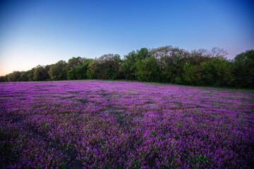 Fototapete - Summer landscape with a field of wildflowers in the evening.
