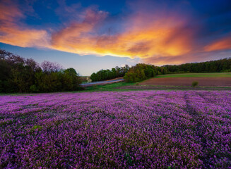 Photo Sur Toile - Summer landscape with a field of wildflowers in the evening.