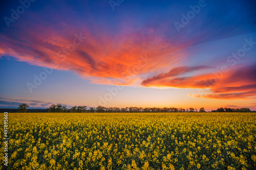 Fototapete - Perfect field of yellow rapeseed and cultivated land at sunset.