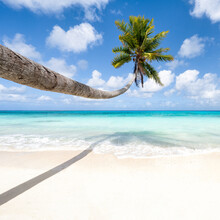 Hanging Palm Tree On The Beach