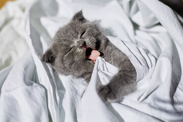 Wall Mural - Cute british gray kitten on the bed at home, funny cat  looking into the camera. Love animals, pet.