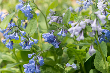 Sticker - Mertensia virginica or lungword in bloom